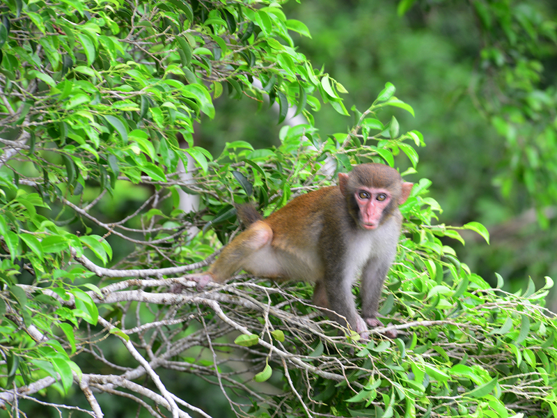 一场大雨过后，亚龙湾热带天堂景区猕猴群出来晒太阳