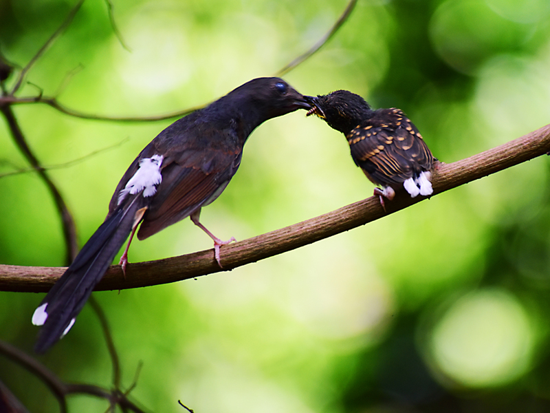 三亚亚龙湾热带天堂景区日常栖息鸟类之一白腰鹊鸲